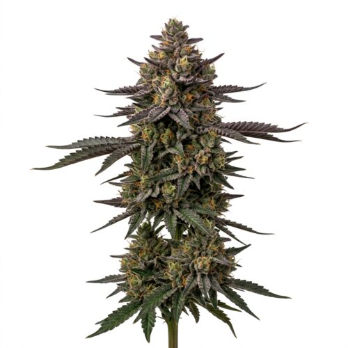 Khalifa Kush Point Breeze cannabis Mature Flowering Cola