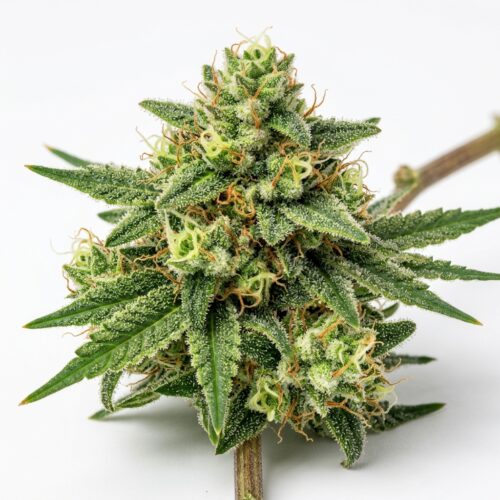 Kryptidz cannabis Bud Close-up