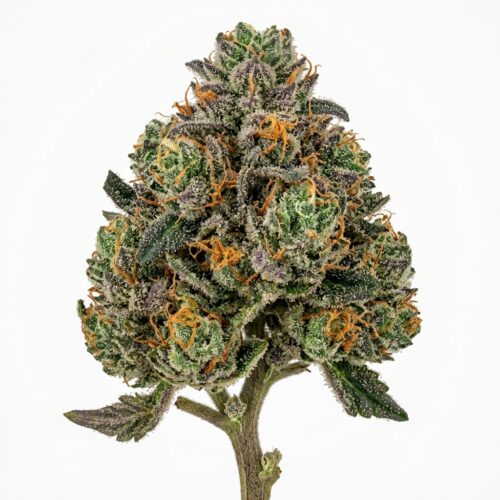 Martian Mellows cannabis Bud Close-up