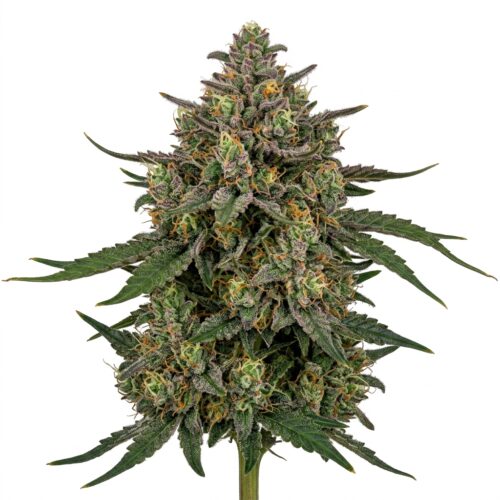 Martian Mellows cannabis Mature Flowering Cola