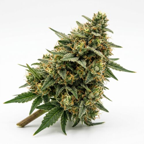 Miami Peach cannabis Bud Close-up