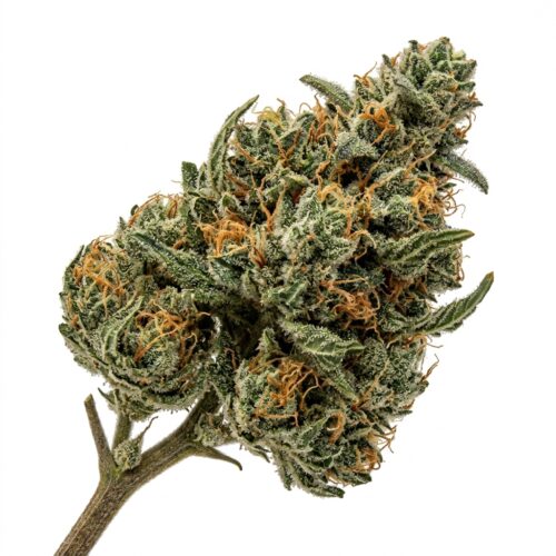 Midnight Manhattan cannabis Bud Close-up