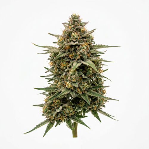 Nimbus Flow cannabis Bud Close-up