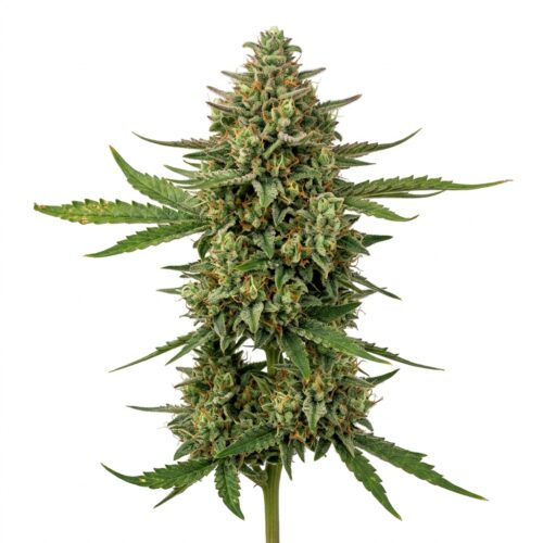 Octane Omakase cannabis Mature Flowering Cola