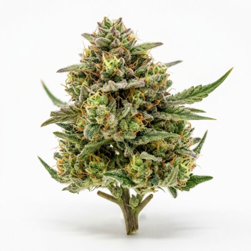 Pineapple Bang Bang cannabis Bud Close-up