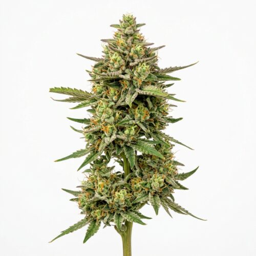Pineapple Bang Bang cannabis Mature Flowering Cola