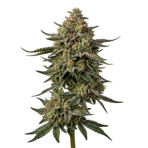 Pineapple Junky cannabis Mature Flowering Cola