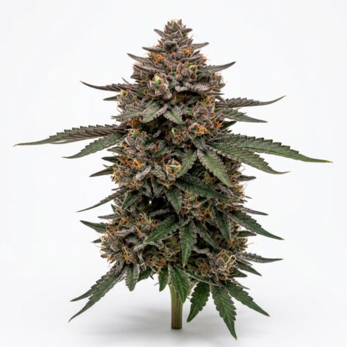 Project Pancakes cannabis Mature Flowering Cola