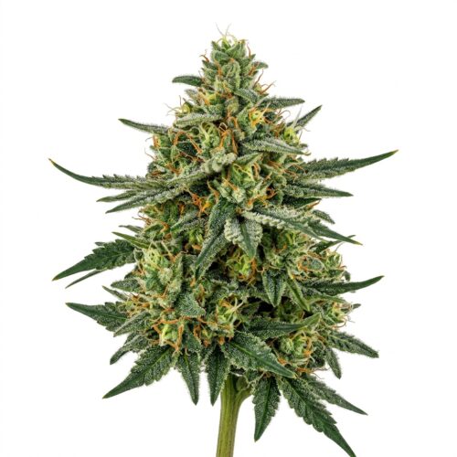 Reefer Shark cannabis Bud Close-up