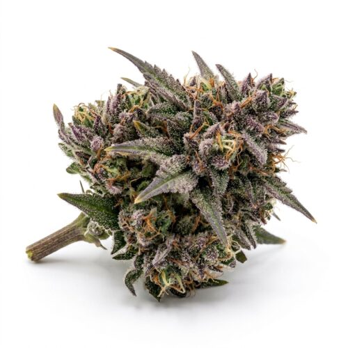 Royal GSC cannabis Bud Close-up