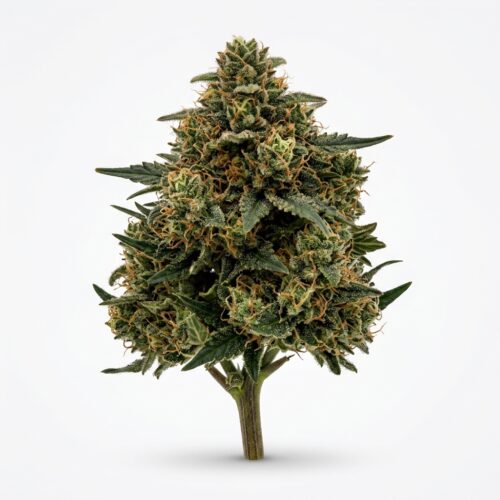 Rum And Coke cannabis Bud Close-up