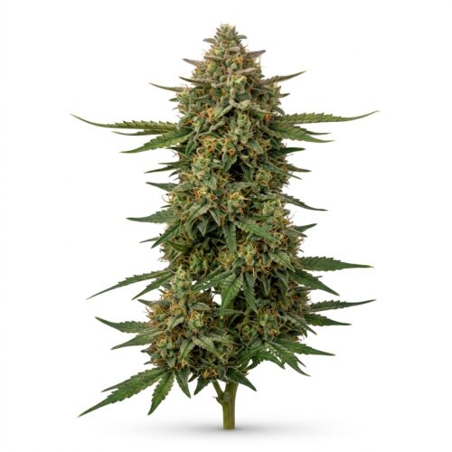 Rum And Coke cannabis Mature Flowering Cola