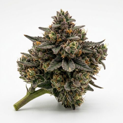 Rz 11 cannabis Bud Close-up