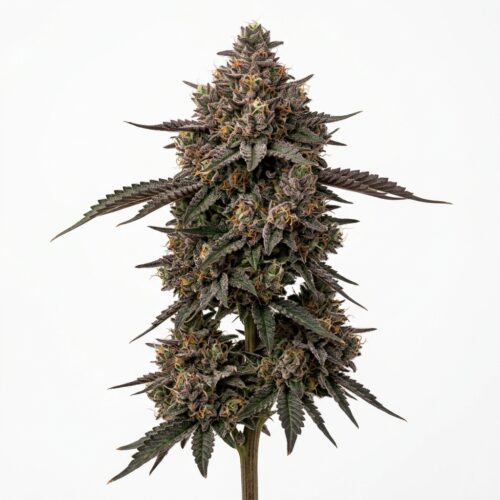 Rz 11 cannabis Mature Flowering Cola
