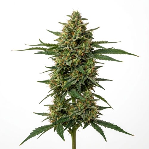 Sabor Kush cannabis Mature Flowering Cola