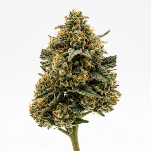 Sdg OG cannabis Bud Close-up