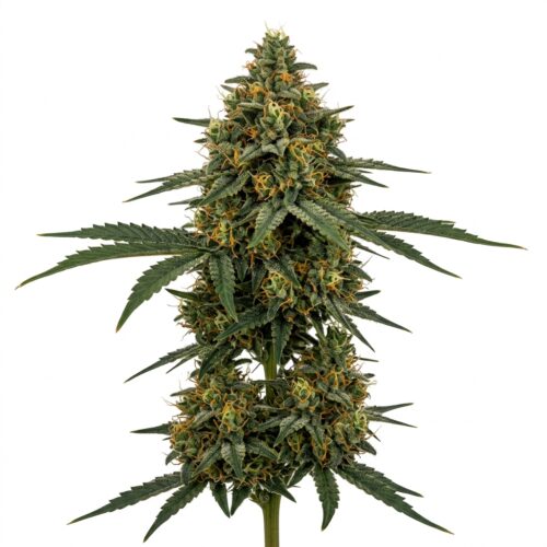 Sdg OG cannabis Mature Flowering Cola