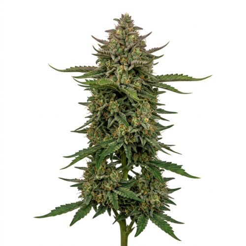 Slim Reaper cannabis Mature Flowering Cola
