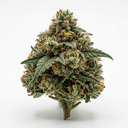 Sour Berry Burst cannabis Bud Close-up