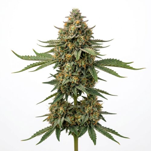 Sour Berry Burst cannabis Mature Flowering Cola