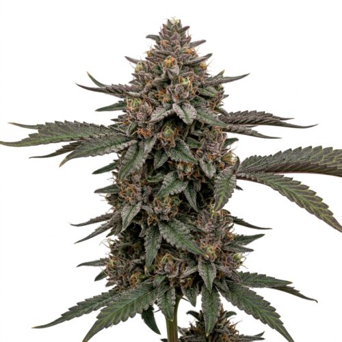 Stolen Apples cannabis Mature Flowering Cola