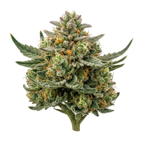 Strawberry Bubble Yum cannabis Bud Close-up
