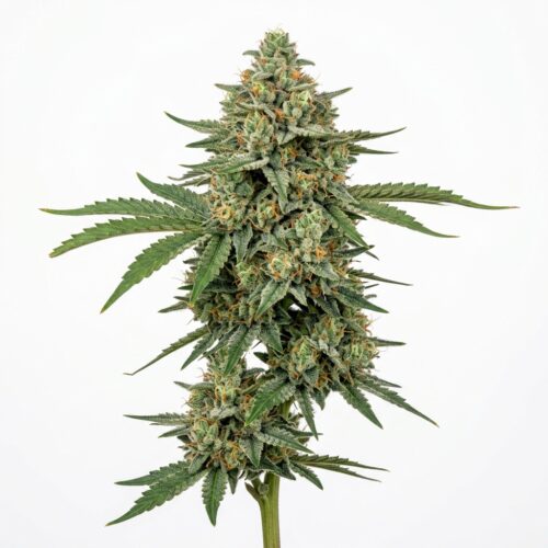 Sugar Storm cannabis Mature Flowering Cola