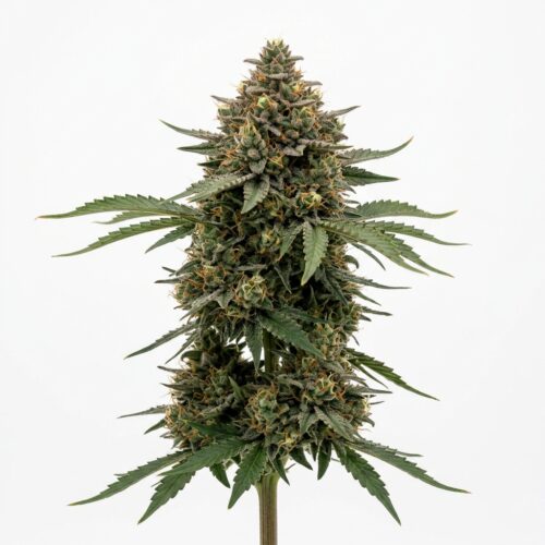 Swoon cannabis Mature Flowering Cola