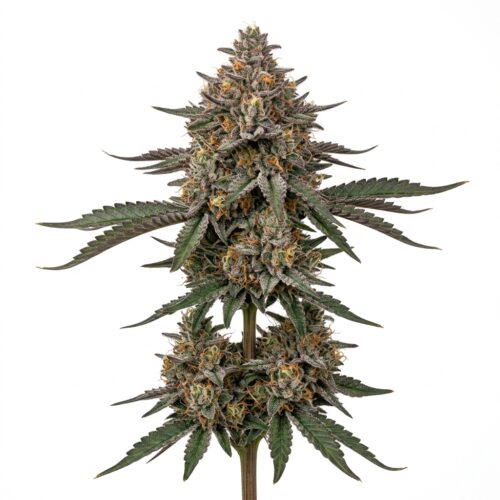 Tea Time 6 cannabis Mature Flowering Cola