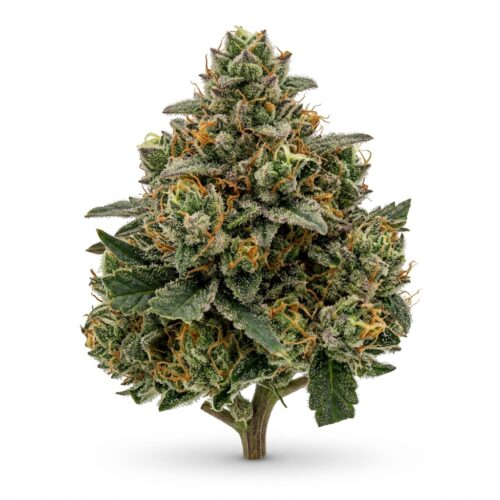 Toad Poison cannabis Bud Close-up