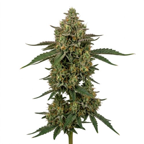 Toad Poison cannabis Mature Flowering Cola