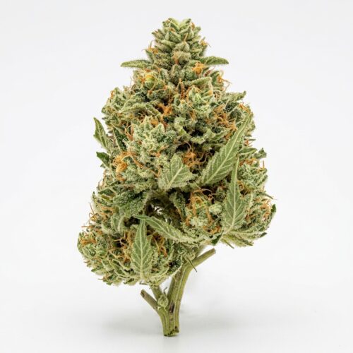 Tropic Thunder Funk cannabis Bud Close-up