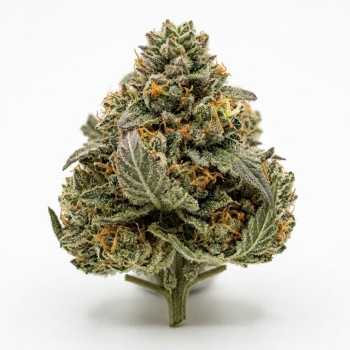 Truckee Thunder cannabis Bud Close-up