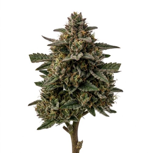 Truffle Skunk cannabis Bud Close-up