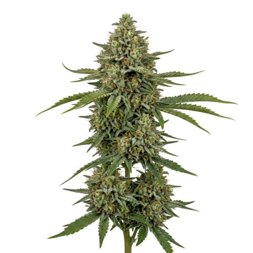Wrong Holler cannabis Mature Flowering Cola