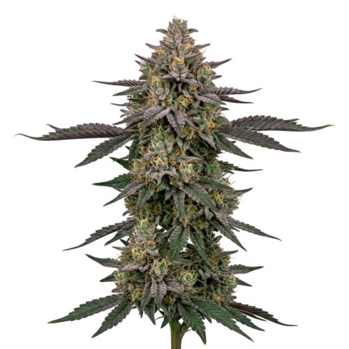 Zazooka cannabis Mature Flowering Cola