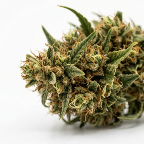 Acdc cannabis Bud Close-up