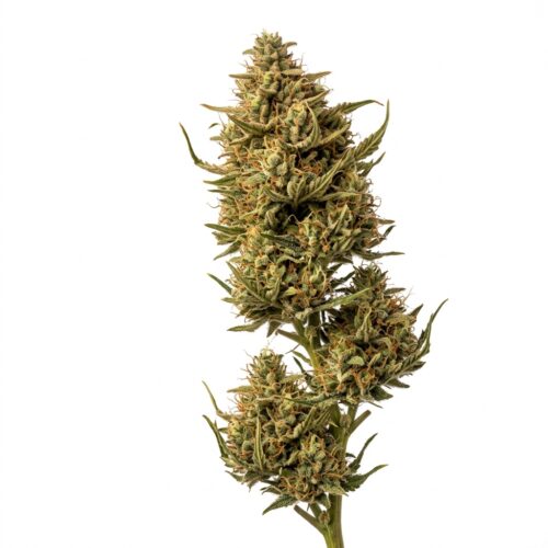 Acdc cannabis Mature Flowering Cola