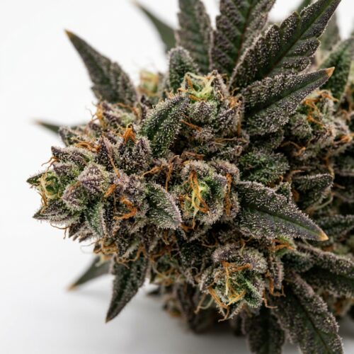 Alien Vortex cannabis Bud Close-up