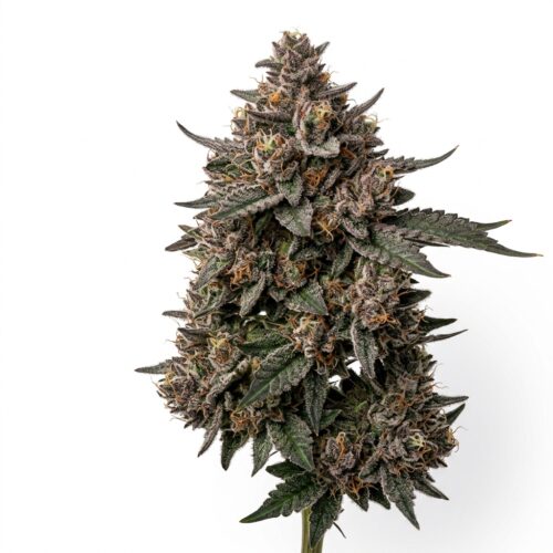 Alien Vortex cannabis Mature Flowering Cola