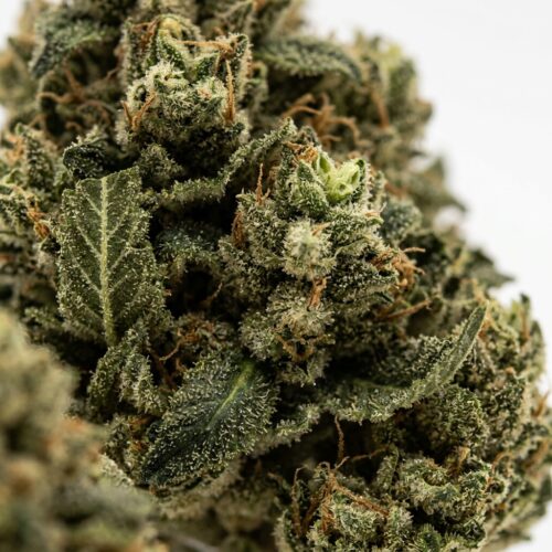 Apple Drops cannabis Bud Close-up