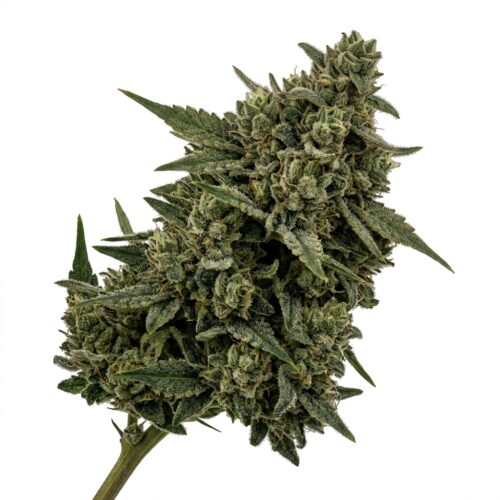 Apple Drops cannabis Mature Flowering Cola