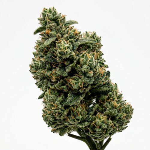 Blue Candy Zours cannabis Mature Flowering Cola