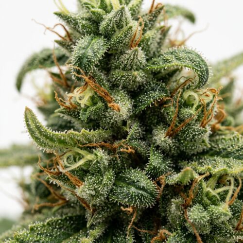 Bombay Dream cannabis Bud Close-up