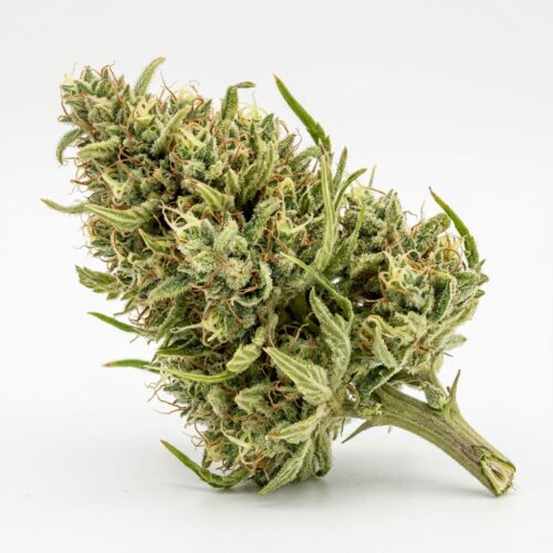 Bombay Dream cannabis Mature Flowering Cola