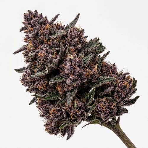 Cherry Blackout cannabis Mature Flowering Cola