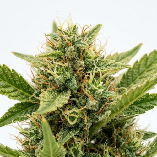 Citrus Blossom cannabis Bud Close-up