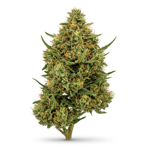 Citrus Blossom cannabis Mature Flowering Cola