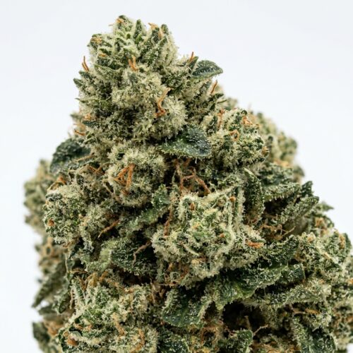 Cookies Vienna cannabis Bud Close-up