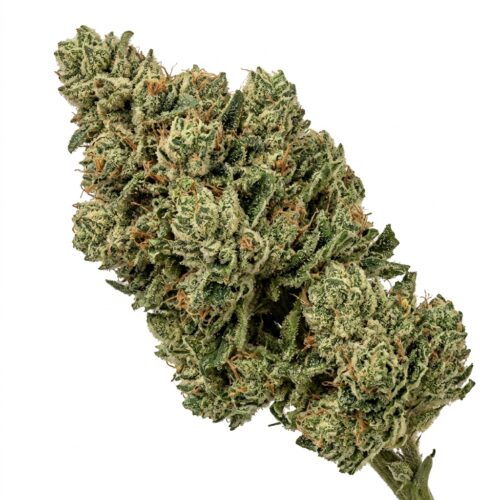 Cookies Vienna cannabis Mature Flowering Cola